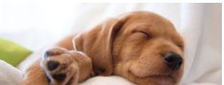 Puppy sleeping on a soft pet mattress